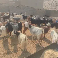 گوشت‌کهره‌موجوده|حیوانات مزرعه|جم, |دیوار