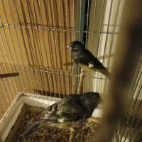 سهره|پرنده|مشهد, سراب|دیوار