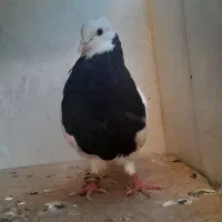 حراج انواع کبوتر|پرنده|خورموج, |دیوار