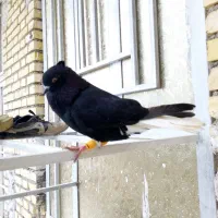 اشعل دم سفید درجه یک