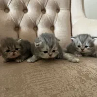فروش بچه گربه