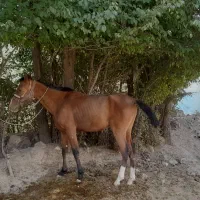 کره مادیون ماده ۲سال وسه ماه سن .جنس دار