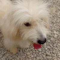 سگ خانگی تمیز وسالم|سگ|میناب, |دیوار