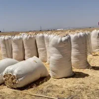 فروش کاه تحویل در محل