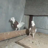 کفتررنگی و بدرنگ وپرشی