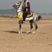 مادیون کرد سواری دار