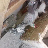 کفترپرشی|پرنده|میناب, |دیوار