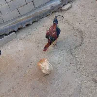 خروس لاری12ماهه بدونه مریضی|حیوانات مزرعه|تکاب, |دیوار