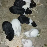 خرگوش خانگی|موش و خرگوش|مریوان, |دیوار