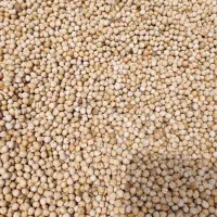 فروش نخود دیم و لوبیا قرمز  به قیمت عمده