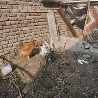 خروس زیبا ومحلی زرنگ|حیوانات مزرعه|محمدبار, |دیوار