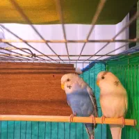 مرغ عشق نر ماده جفت با لوازم