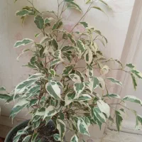 گل طبیعی سالم