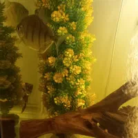 دالر بلک‌بری وبلک بار|ماهی|اصفهان, ملاصدرا|دیوار