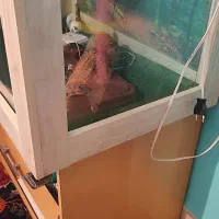 تراریوم خزنده|خزنده|تهران, درکه|دیوار