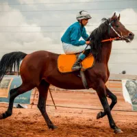 اسب نریان یکسر کورسی|اسب و تجهیزات اسب‌سواری|شادگان, |دیوار