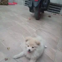 سگ پامرخرسی|سگ|اصفهان, عمان سامانی|دیوار