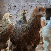 مرغ برهما دم تخم