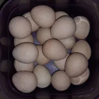 تخم مرغ شاخدار