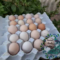 تخم،جوجه آیام سمانی،براکل،برهما،ویاندوت|حیوانات مزرعه|تهران, استاد معین|دیوار