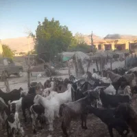 بز وپازن داشتی