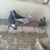 کبوتر نر