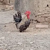 مرغ خروس جوان چیل چیلی مینیاتوری