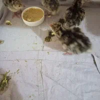 جوجه بوقلمون جوجه گلین نژاد خوب ریش چهل تخم نطفه|حیوانات مزرعه|آبیک, |دیوار