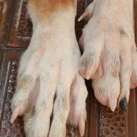 سگ دو رگه عراقی سرابی|سگ|ابهر, |دیوار