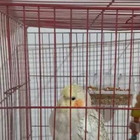 فروشِ عروس هلندی نر|پرنده|تنکابن, |دیوار