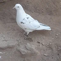 کبوتر پرشی