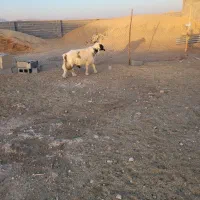 یه راس قوچ سرحال وچاق