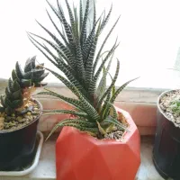 انواع و اقسام گل و کاکتوس و سانسوریا پُر