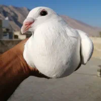 کبوتر پلاکی ماده