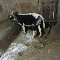 ماده گوشت|حیوانات مزرعه|خواجه, |دیوار