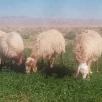 میش و بز داشتی