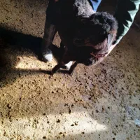 بره نر کوچک