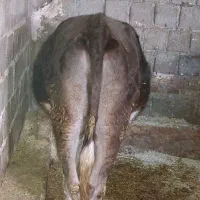 گاوسیمینتال ۷ماهه آبستن