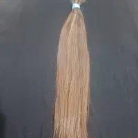 مرکز اصلی مو