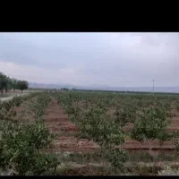 فروش باغ پسته در جنب راه آهن سلطان آباد|فروش خانه و ویلا|خوشاب, |دیوار