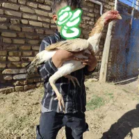 خروس اوشامو