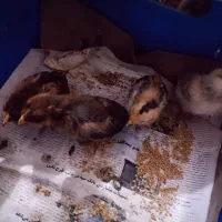 جوجه محلی ۲ هفته ای