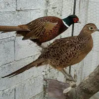 پرنده موجود در تصویر فروشی