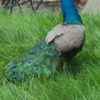 طاووس هندی ومصری