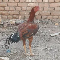 تخم مرغ لاری عکس اگهی فروشی نیست