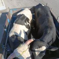 یک کارگر ساده