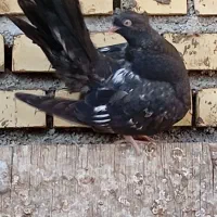 کفتر|پرنده|رامهرمز, |دیوار