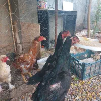 مرغ لاری