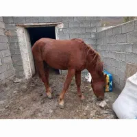 کلیبر|اسب و تجهیزات اسب‌سواری|منجوان, |دیوار