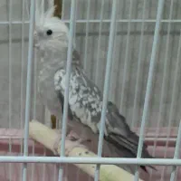 عروس هلندی ماده اماده